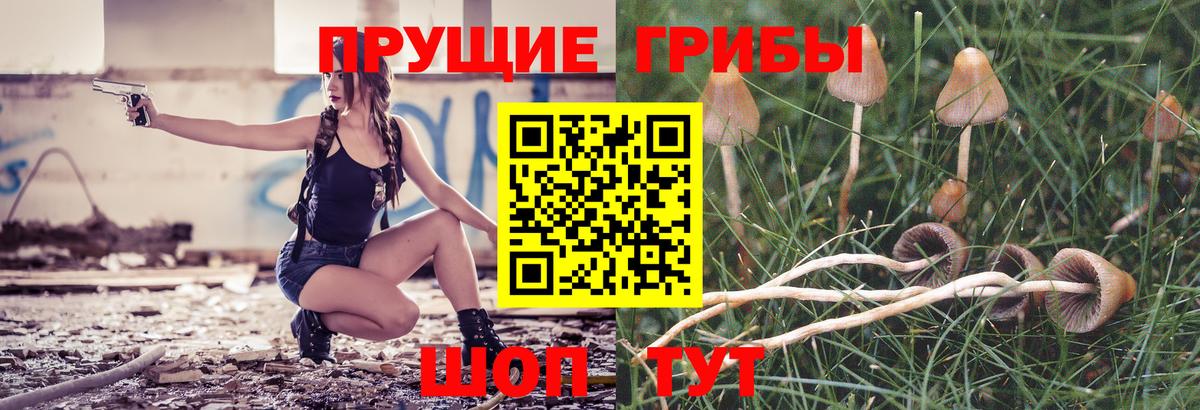 Галлюциногенные грибы Psilocybe Ногинск